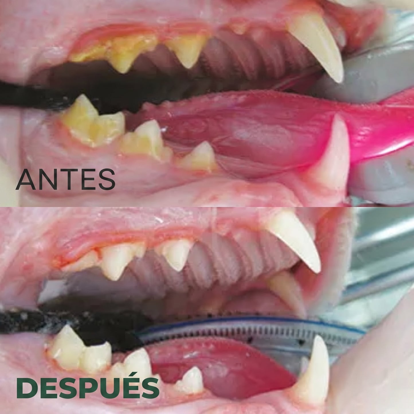 Mellow™  Pack de Sticks Dentales de Silvervine