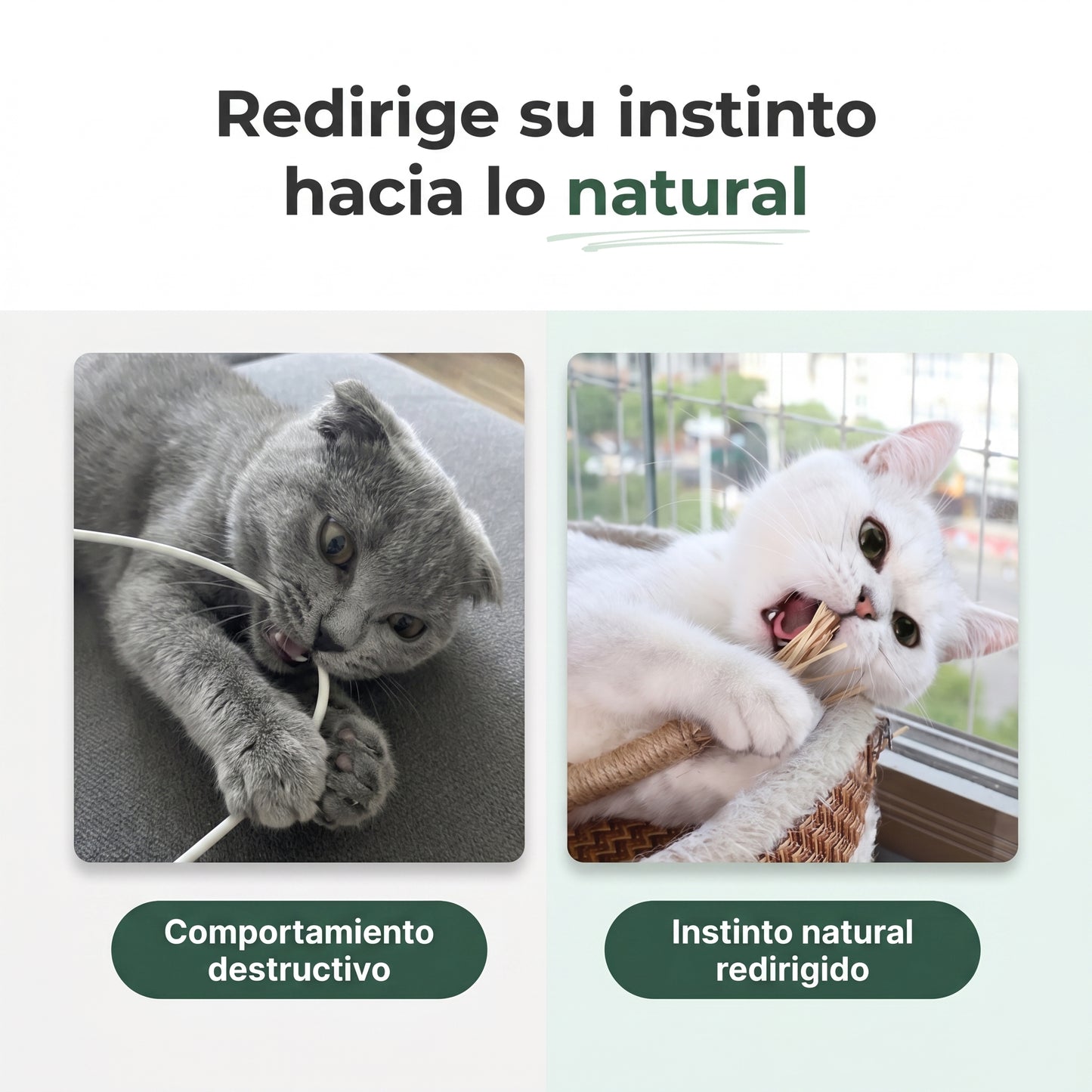 Mellow™  Pack de Sticks Dentales de Silvervine