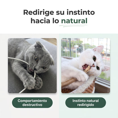 Mellow™  Pack de Sticks Dentales de Silvervine